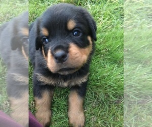 Rottweiler Puppy for sale in PORT ORCHARD, WA, USA