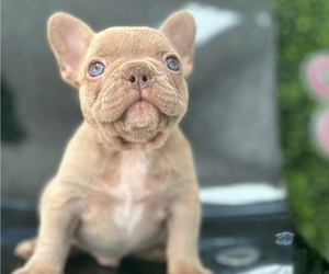 French Bulldog Puppy for sale in NASHVILLE, TN, USA