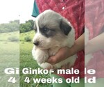 Small Photo #52 Great Pyrenees Puppy For Sale in HILLSVILLE, VA, USA