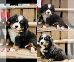 Small Bernese Mountain Dog