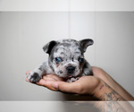 Small Photo #4 French Bulldog Puppy For Sale in DOUGLASVILLE, GA, USA