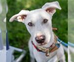 Small #12 Labrador Retriever Mix