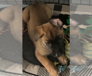 Belgian Malinois Puppy for sale in SAN DIEGO, CA, USA