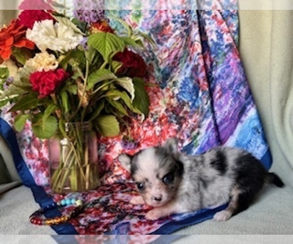 Medium Photo #3 Chihuahua Puppy For Sale in NEWVILLE, PA, USA