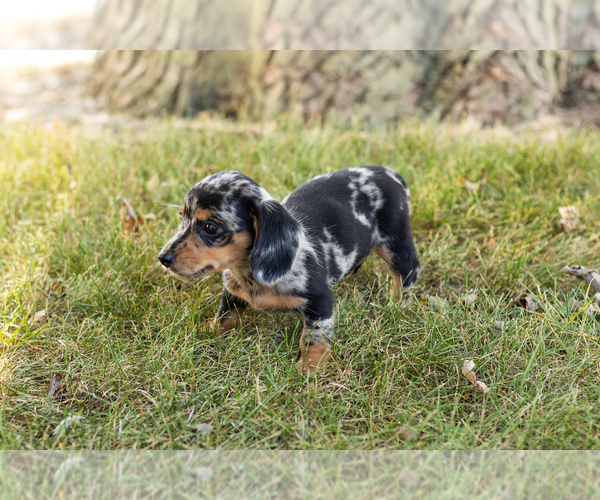Medium Photo #11 Dachshund Puppy For Sale in NAPPANEE, IN, USA