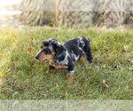 Small #4 Dachshund