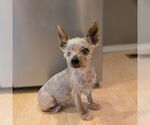 Small #3 Mutt