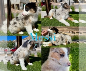Border Collie Puppy for sale in NEWPORT BEACH, CA, USA