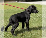 Small #2 Labrador Retriever