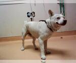 Small Mutt