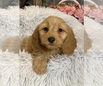 Small #3 Cockapoo