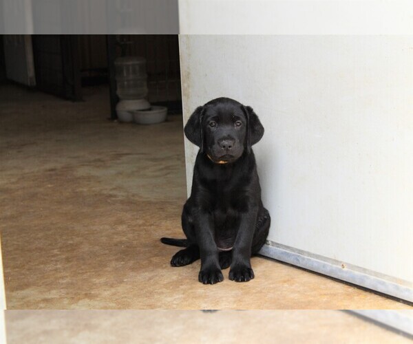 Medium Photo #2 Labrador Retriever Puppy For Sale in LOVELADY, TX, USA
