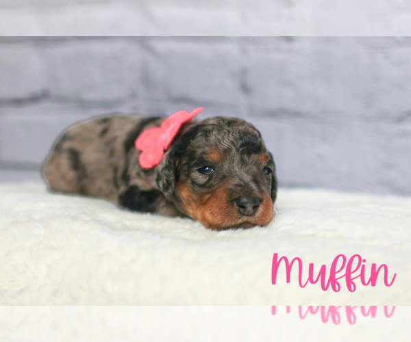 Medium Photo #2 Golden Mountain Doodle  Puppy For Sale in TRAFALGAR, IN, USA