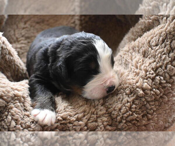 Medium Photo #36 Bernedoodle Puppy For Sale in ELMWOOD, IL, USA