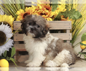 Zuchon Puppy for sale in MOUNT VERNON, OH, USA