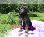 Small #4 German Shepherd Dog