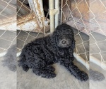 Small Photo #9 Poodle (Standard) Puppy For Sale in CHARITON, IA, USA