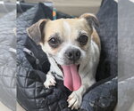 Rocky - Male Chug Dog for Adoption - Small photo