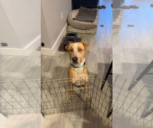 Spencer - Male Labrador Retriever Dog for Adoption - Photo #3