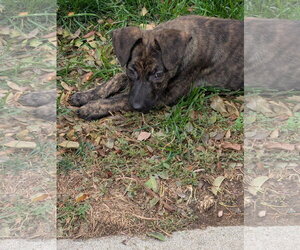 Bentley #4 - Male Labrador Retriever-Unknown Mix Dog for Adoption - Photo #3