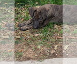 Small Photo #3 Labrador Retriever-Unknown Mix Puppy For Sale in Aurora, CO, USA