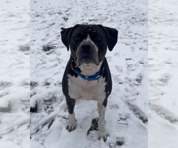 Medium Photo #3 American Staffordshire Terrier-Unknown Mix Puppy For Sale in Muskegon, MI, USA