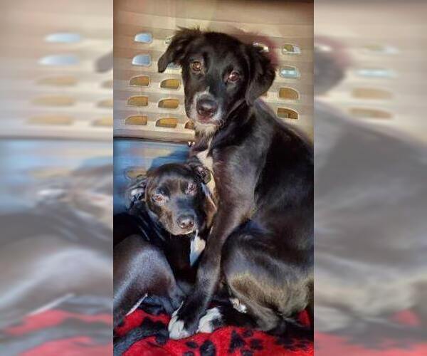 Medium Photo #2 Borador Puppy For Sale in Mt. Laurel, NJ, USA