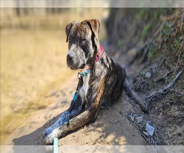 Medium Photo #2 American Pit Bull Terrier-Unknown Mix Puppy For Sale in Conroe, TX, USA