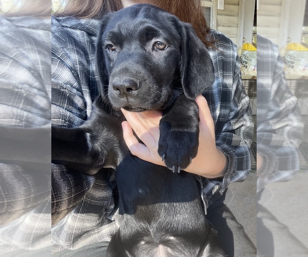 Medium Photo #2 Labrador Retriever Puppy For Sale in SLIDELL, LA, USA