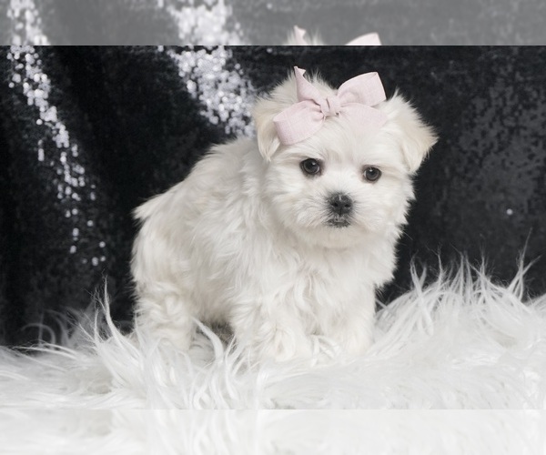 Medium Photo #5 Maltese Puppy For Sale in WARSAW, IN, USA