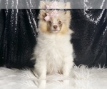 Puppy 10 Pomeranian