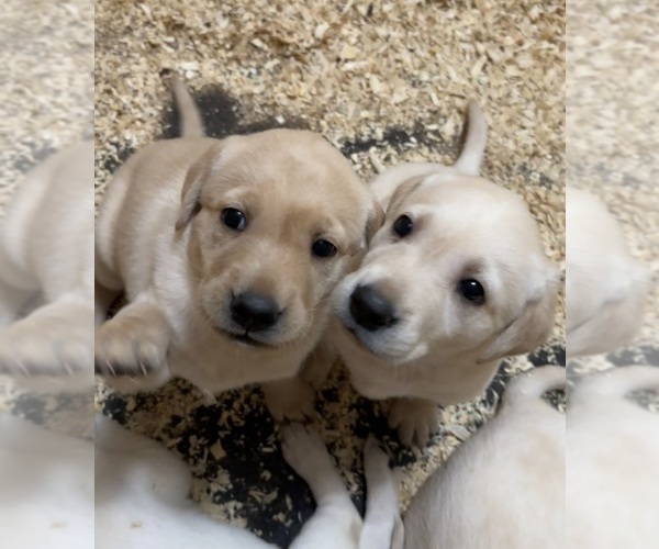 Medium Photo #1 Labrador Retriever Puppy For Sale in WOODBRIDGE, CT, USA