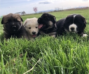 Anatolian Shepherd-Labrador Retriever Mix Dogs for adoption in OTHELLO, WA, USA