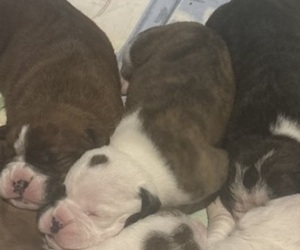 Medium Olde English Bulldogge