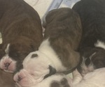 Puppy June bug Olde English Bulldogge