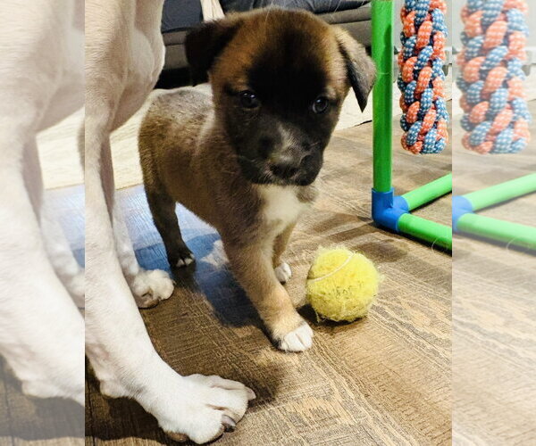 Medium Photo #9 Siberian Husky-Unknown Mix Puppy For Sale in Germantown, OH, USA