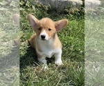 Small Photo #4 Pembroke Welsh Corgi Puppy For Sale in BEECH GROVE, IN, USA