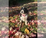 Small Photo #10 Australian Shepherd-F2 Aussiedoodle Mix Puppy For Sale in RALEIGH, NC, USA