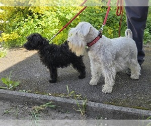 Mother of the Schnauzer (Miniature) puppies born on 01/01/2026