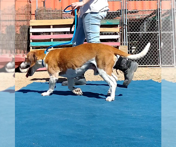 Medium Photo #10 Beagle Puppy For Sale in Apple Valley, CA, USA