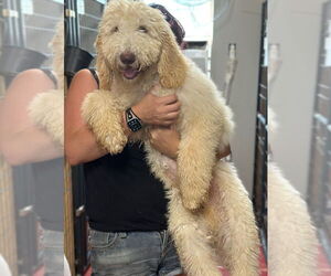 Golden Retriever-Unknown Mix Dogs for adoption in Oak Bluffs, MA, USA