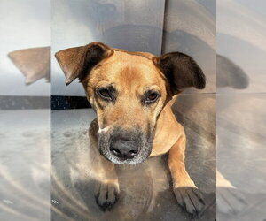 Black Mouth Cur Dogs for adoption in Stockton, CA, USA