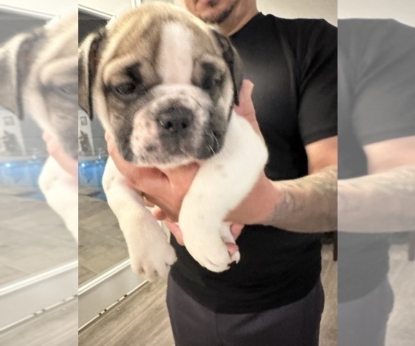 Medium Photo #13 English Bulldog Puppy For Sale in WEEKI WACHEE, FL, USA