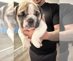 Small Photo #38 English Bulldog Puppy For Sale in WEEKI WACHEE, FL, USA