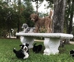 Small Photo #17 Aussiedoodle Miniature  Puppy For Sale in FORT MYERS, FL, USA