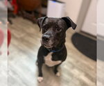 Small #4 Labrador Retriever Mix