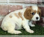 Small #7 Cavalier King Charles Spaniel