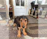 Small #3 Airedale Terrier