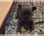 Small #2 French Bulldog