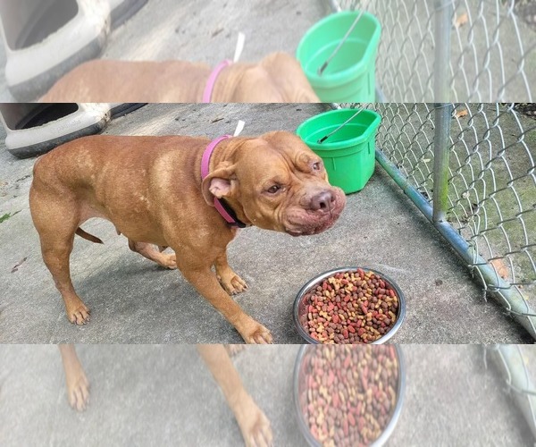 Medium Photo #2 American Pit Bull Terrier-Unknown Mix Puppy For Sale in Hinton, WV, USA